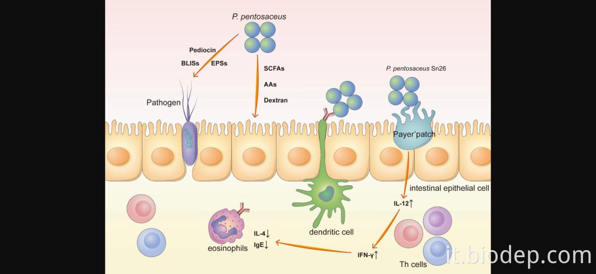 Pediococus pentosaceus1 pediococus pentosaceus1